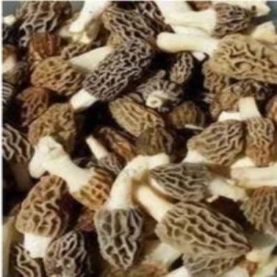 Gucci Mushroom