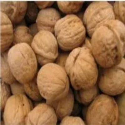 Regular Walnut