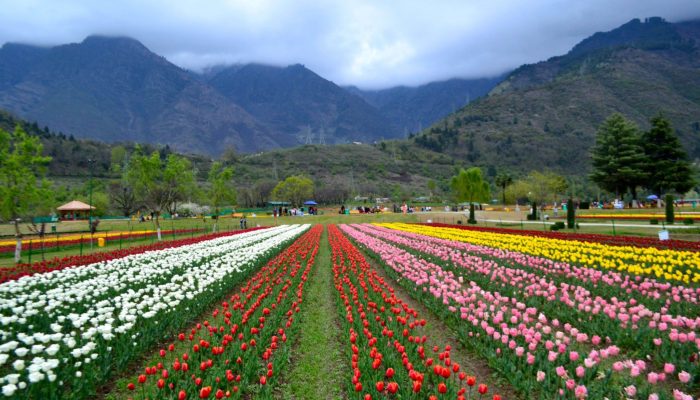 Tulip Garden